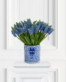 Grape Hyacinth Cut Flower Blue