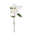 Poinsettia Cut Flower White