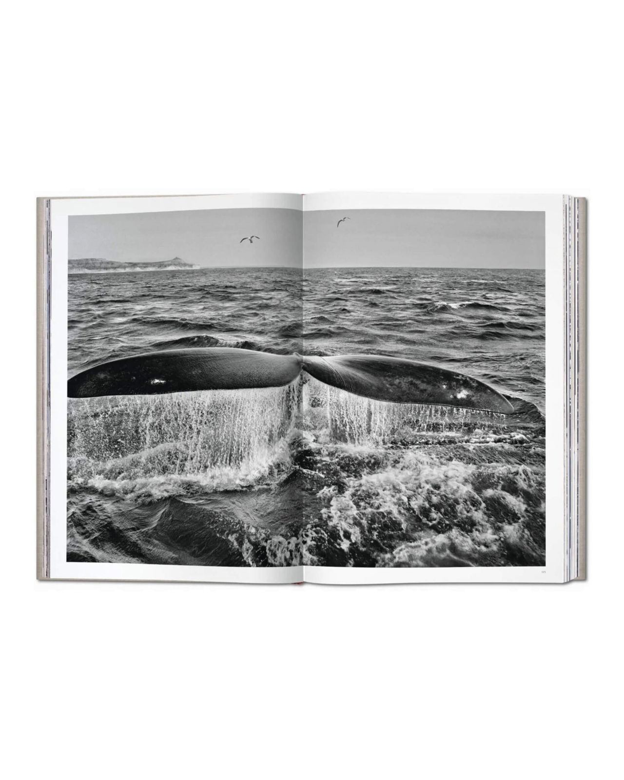 Sebastião Salgado Genesis SUMO