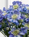 Scabiosa Cut Flower Blue
