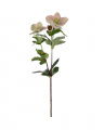 Christmas Rose Cut Flower Pink