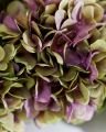 Hydrangea cut flower purple/green