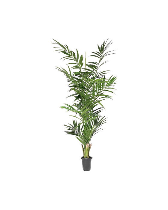Kentia Palm Tree - Newport