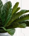 Cycas palmeblad grønne