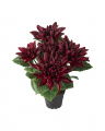 Dahlia Potted Plant Wine Red