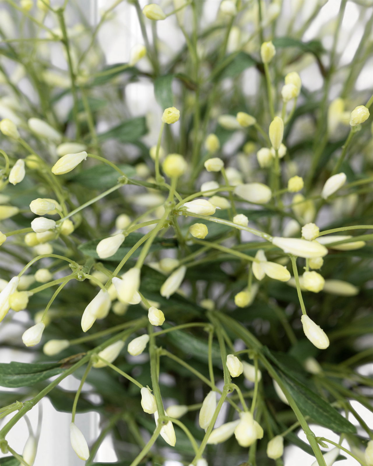 Berry Branch Cut Flower White