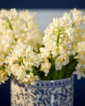 Hyacinth Cut Flower White