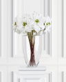 Poinsettia Cut Flower White