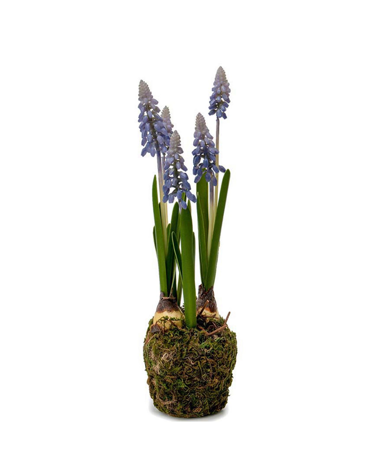 Parelhyacint potplant blauw