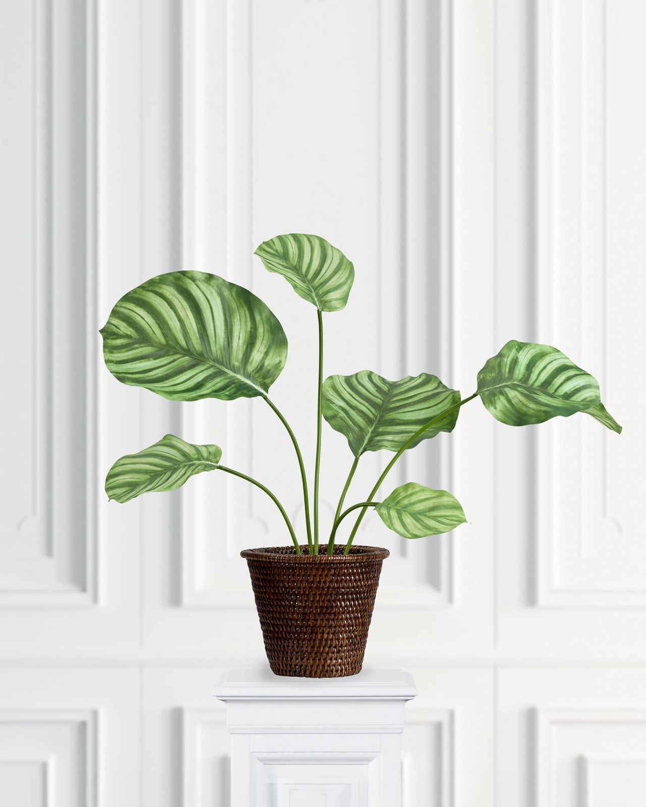 Calathea Potted Plant