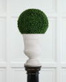 Boxwood Potted Plant