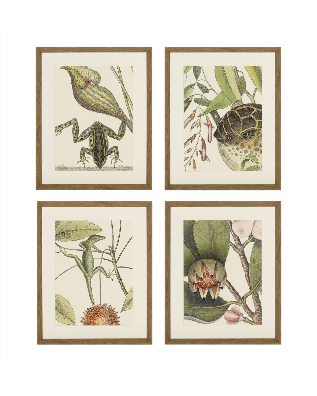 Frog, Balsam, Lizard, Fish (set of 4)