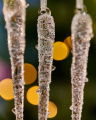 Devin Icicle Christmas Decoration 3-pack