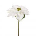 Poinsettia Cut Flower White