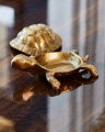 Turtle box brass