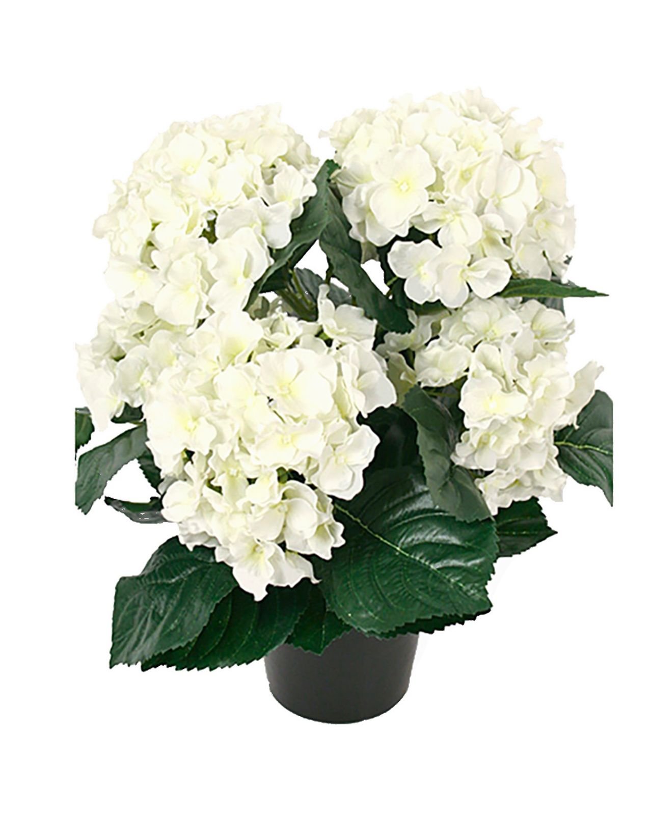 Hortensia-ruukkukasvi, valkoinen