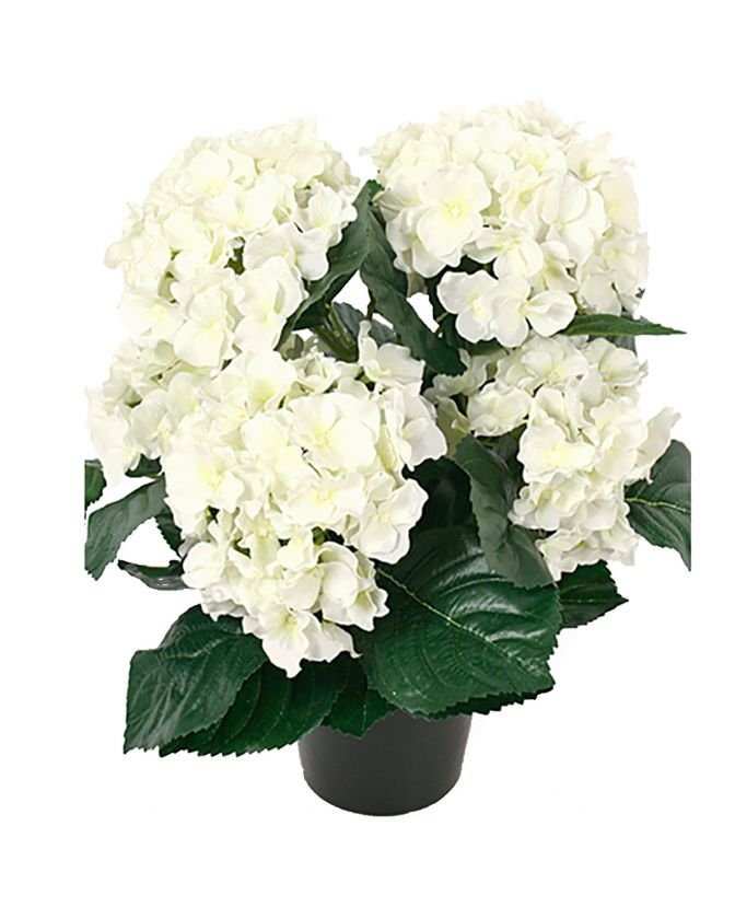 Hortensia-ruukkukasvi, valkoinen/vihreä