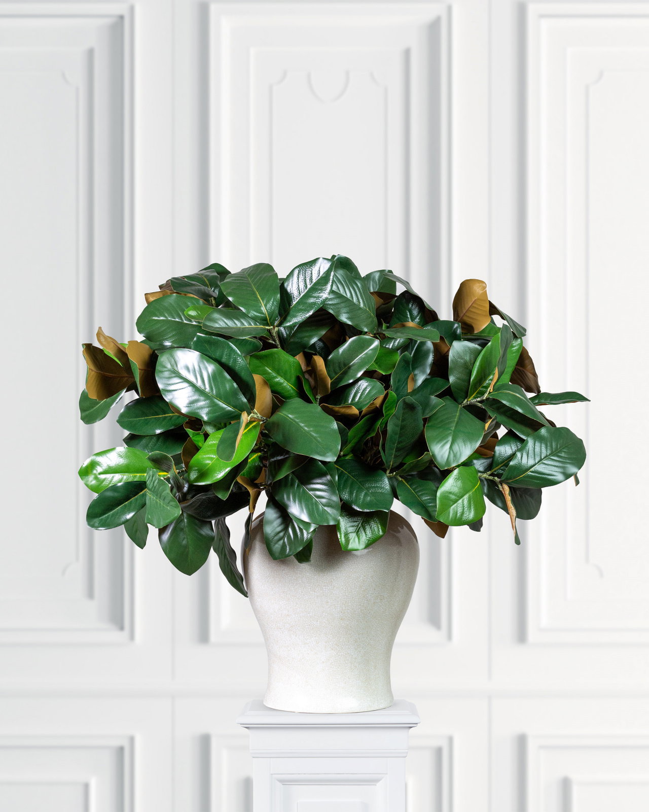 Green magnolia branch