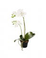Phalaenopsis Potted Plant White OUTLET