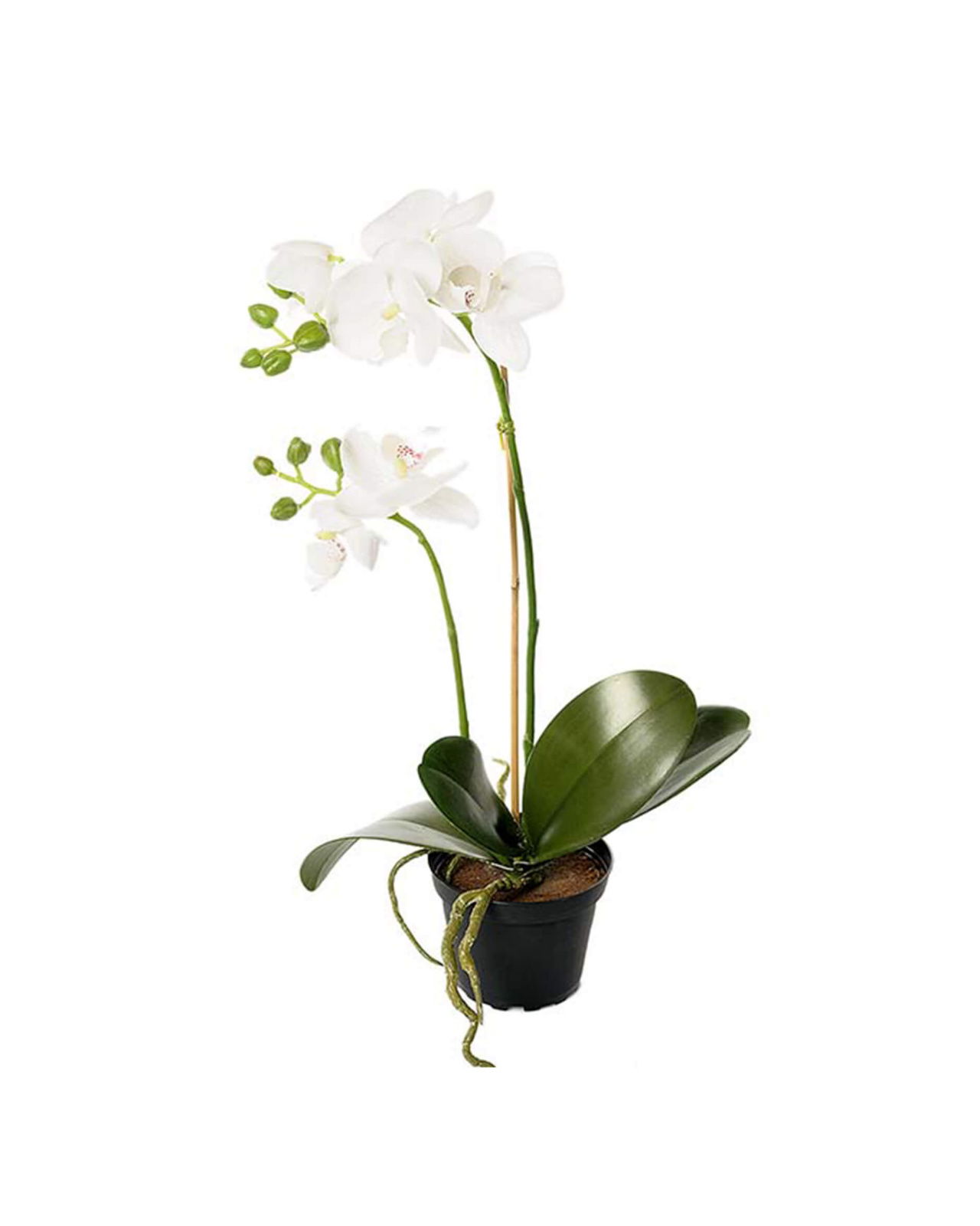 Phalaenopsis Potted Plant White OUTLET