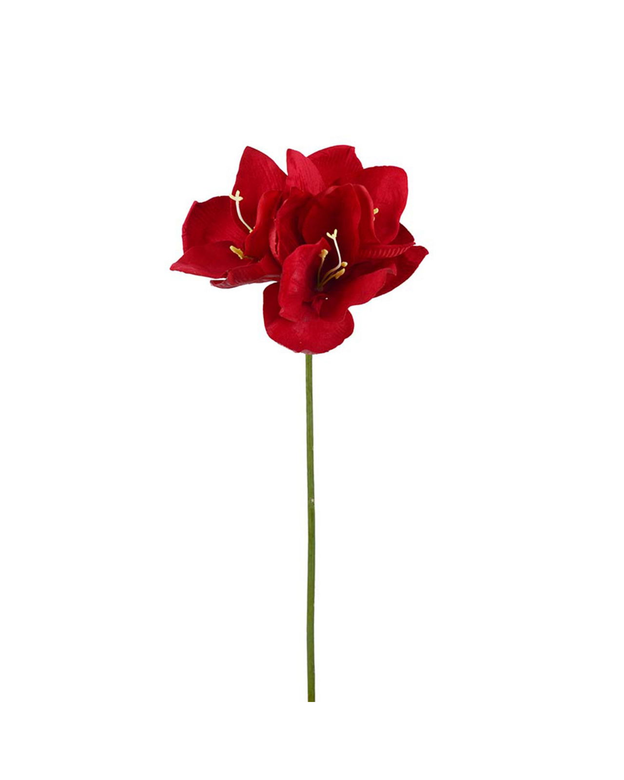 Amaryllis schnittblume rot