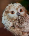 Milena Owl Christmas Decoration Brown/White