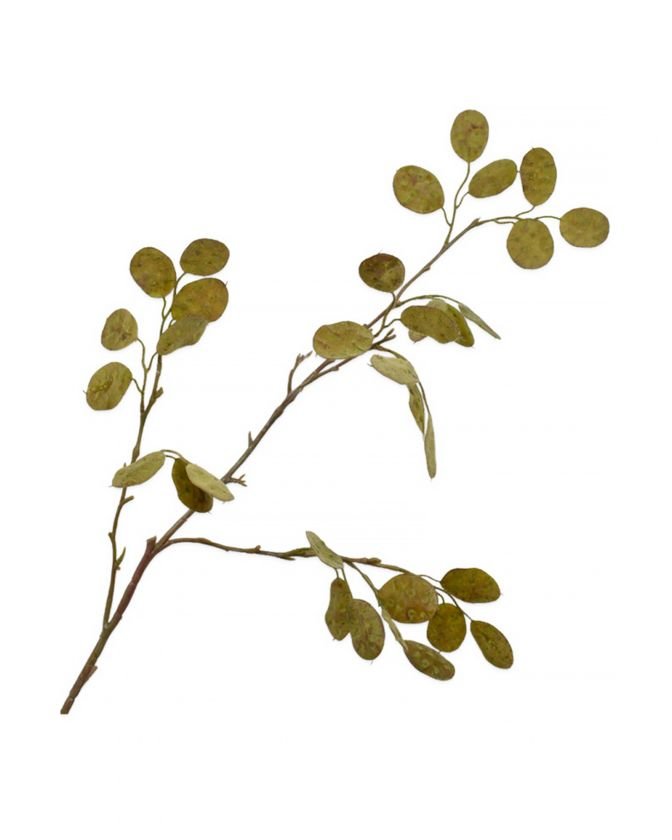 Silverdollareukalyptus snittblomma grön OUTLET