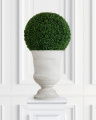 Boxwood Potted Plant