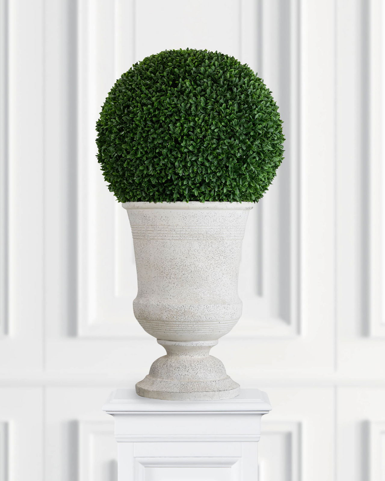 Boxwood Potted Plant