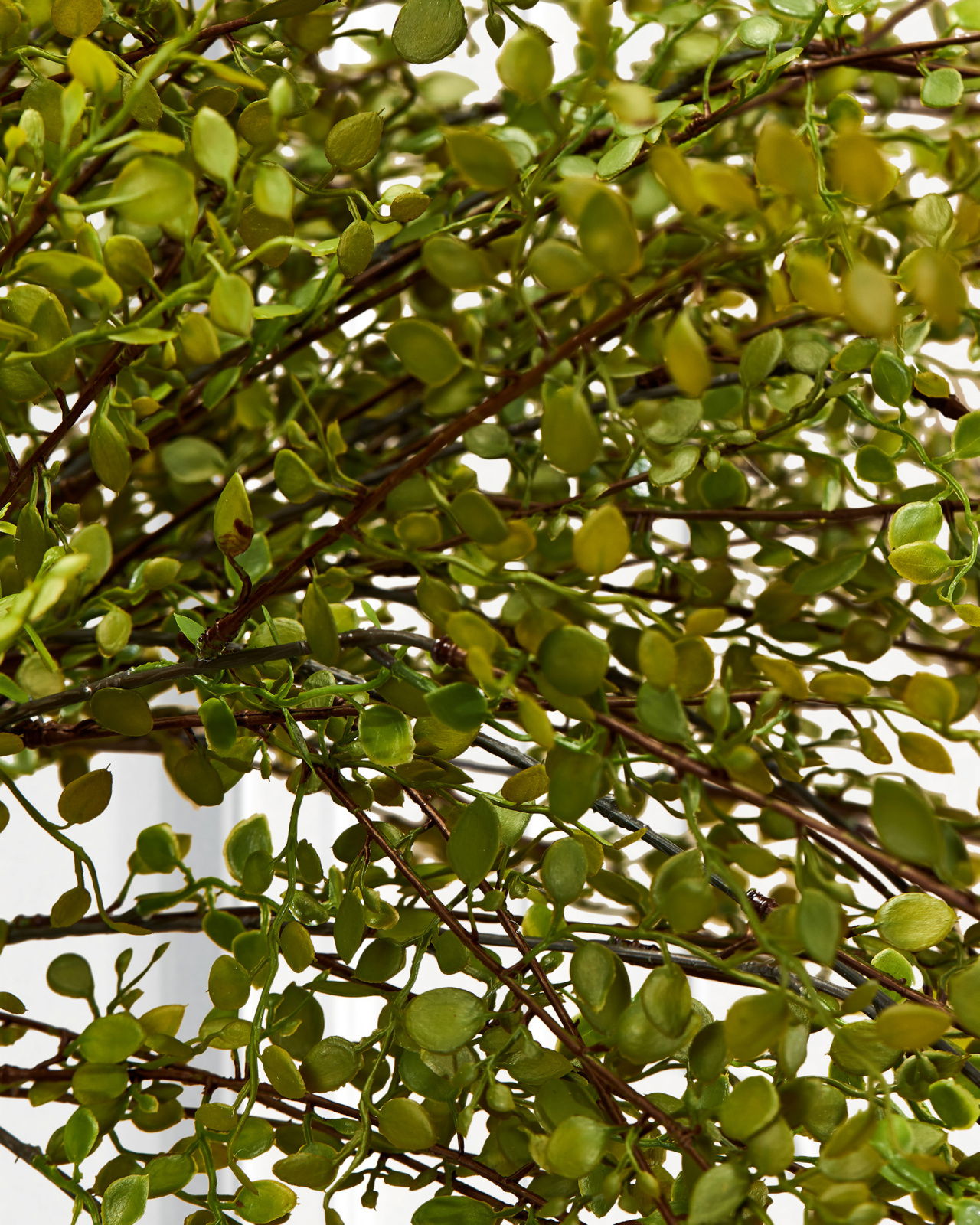 Muehlenbeckia cut flower green