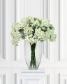 Blomsterkörvel vit