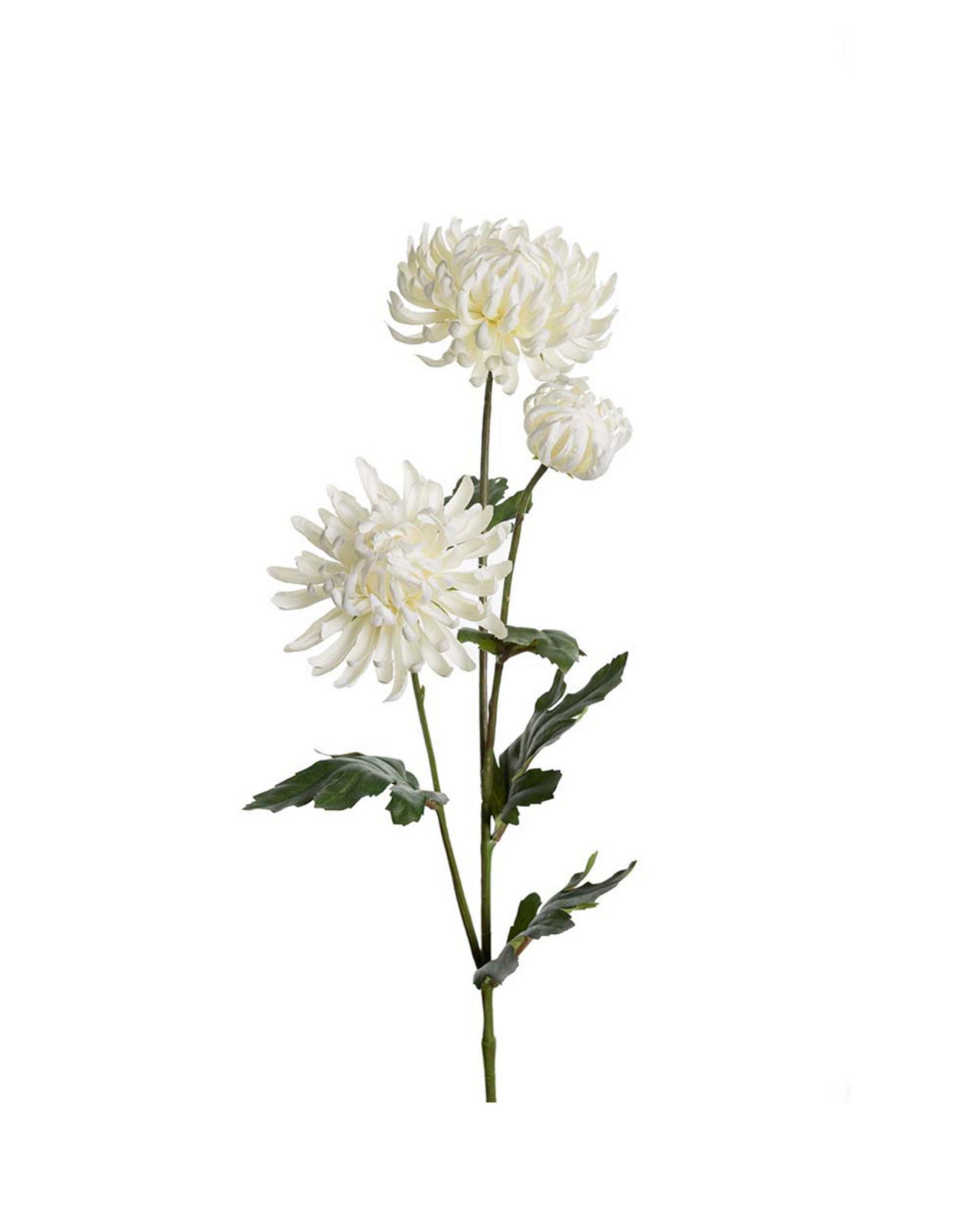 Chrysanthemum Cut Flower White