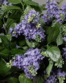 Lilac Cut Flower Blue