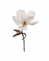 Magnolia-leikkokukka, valkoinen
