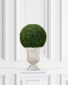 Boxwood Potted Plant