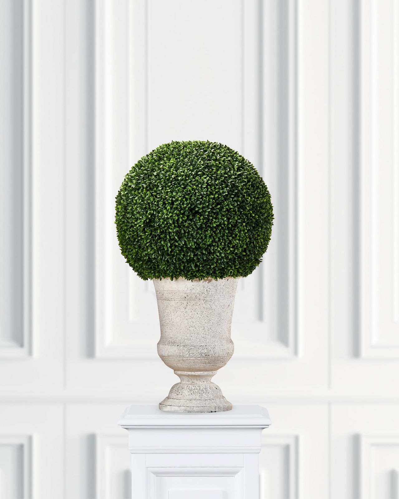 Boxwood Potted Plant