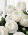 Ranunculus Cut Flower White