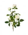 Ros snittblomma vit