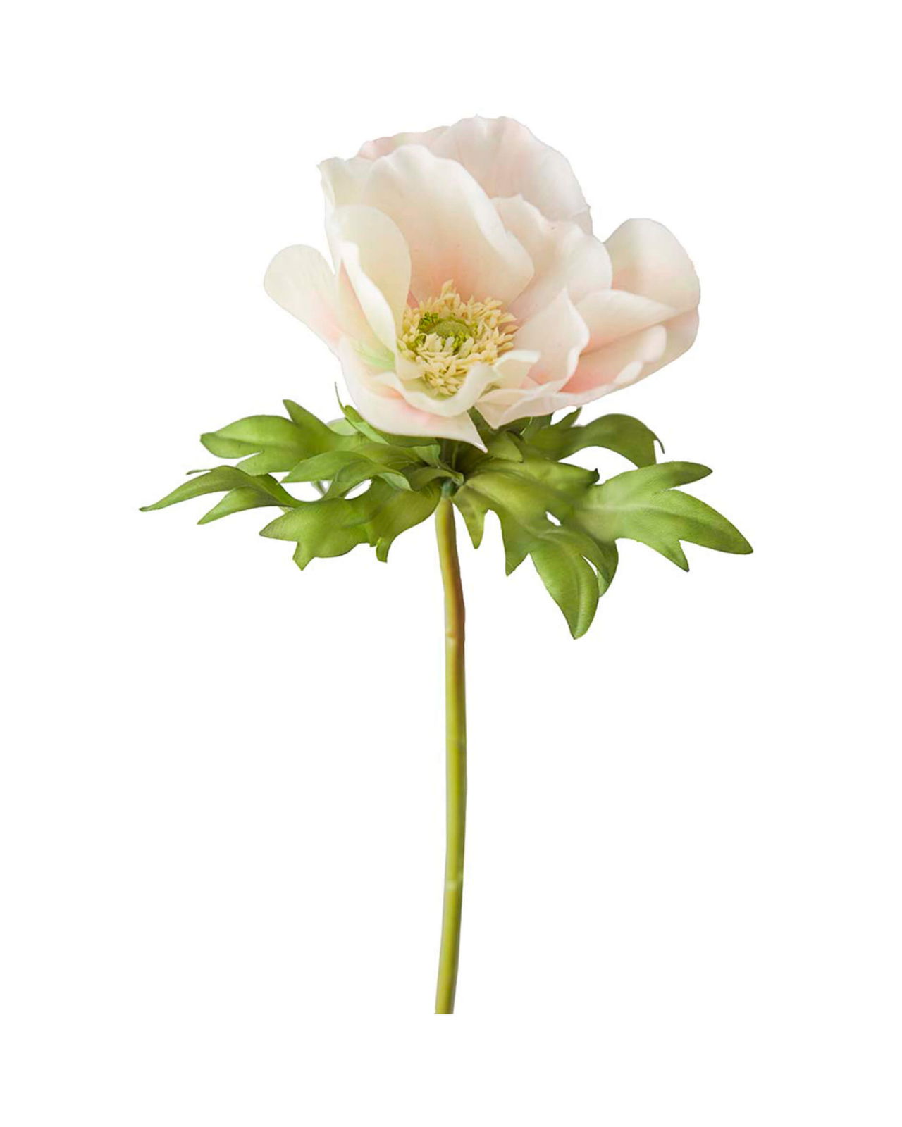 Anemone Schnittblume Cream