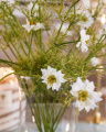 Nigella faux flower white