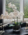 Orchidée Classique Gift Set