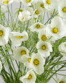 Cosmos Cut Flower White