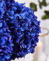 Hydrangea Cut Flower Dark Blue