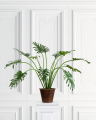 Philodendron Potted Plant Green