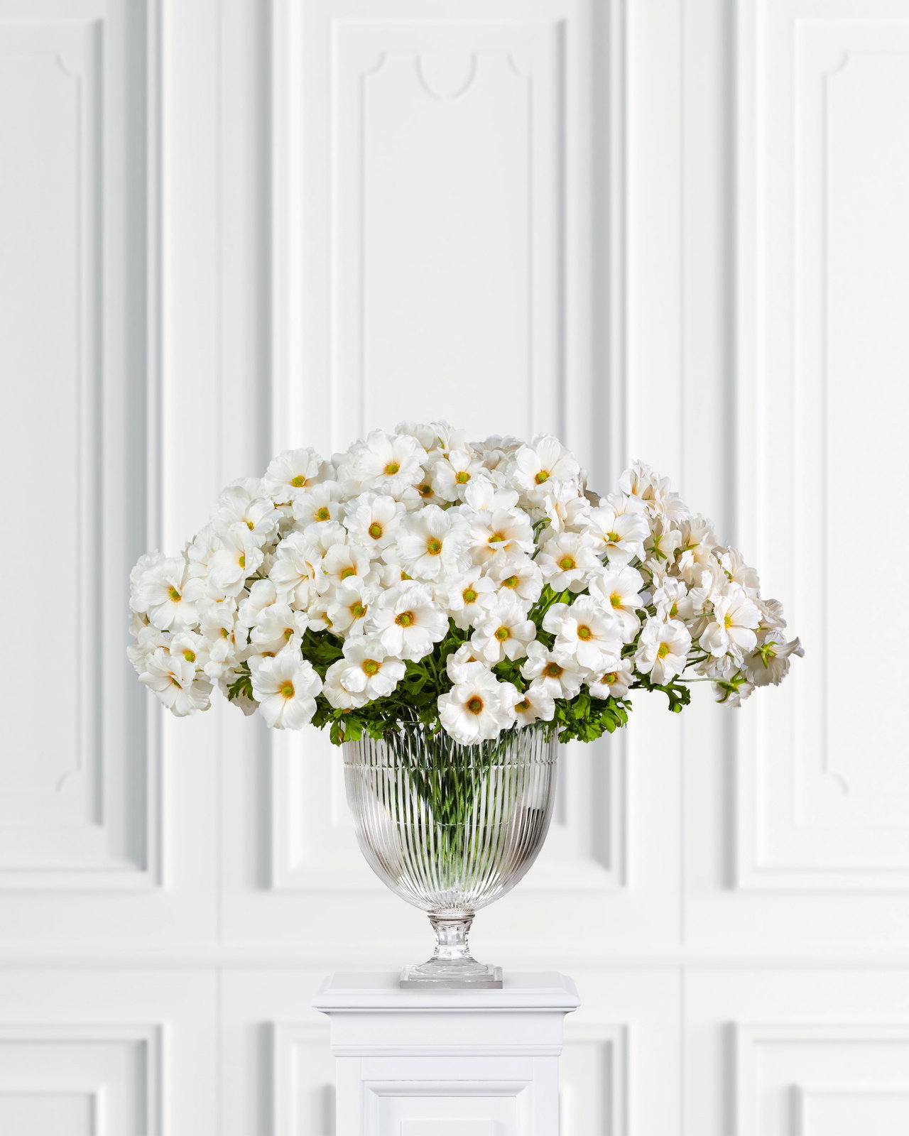 Vlinderranonkel snijbloem crème