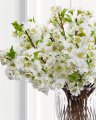 Kirsikankukka valkoinen
