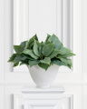 Funkia Pot Plant Green