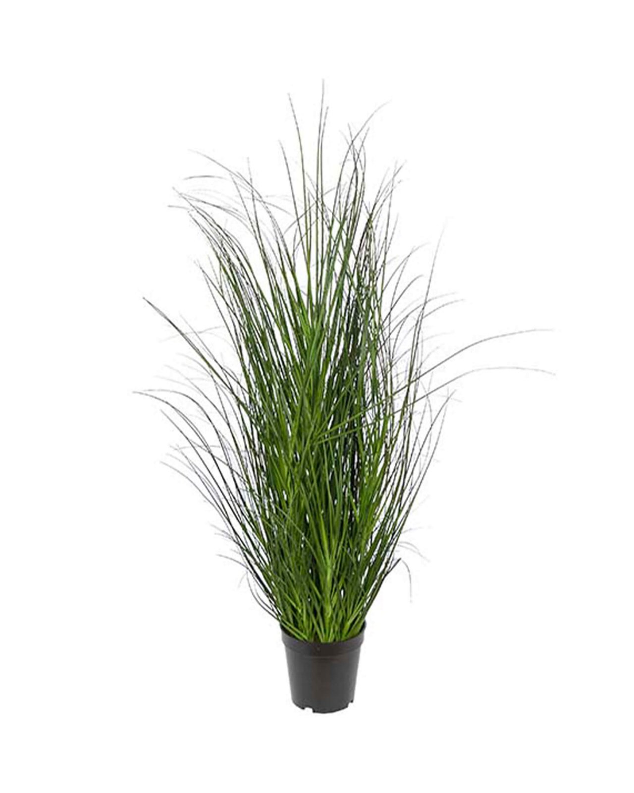 Grass Potted Plant