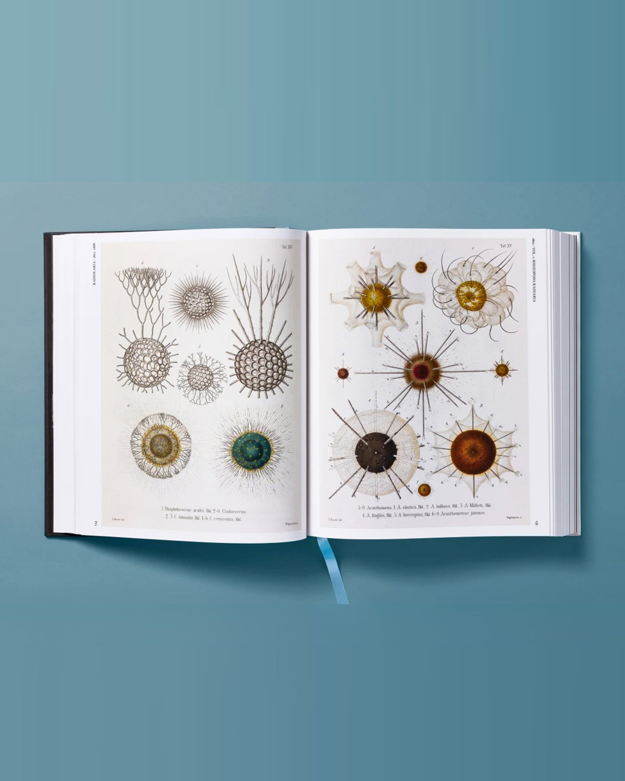 The Art and Science of Ernst Haeckel