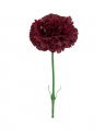 Carnation Cut Flower Wine Red